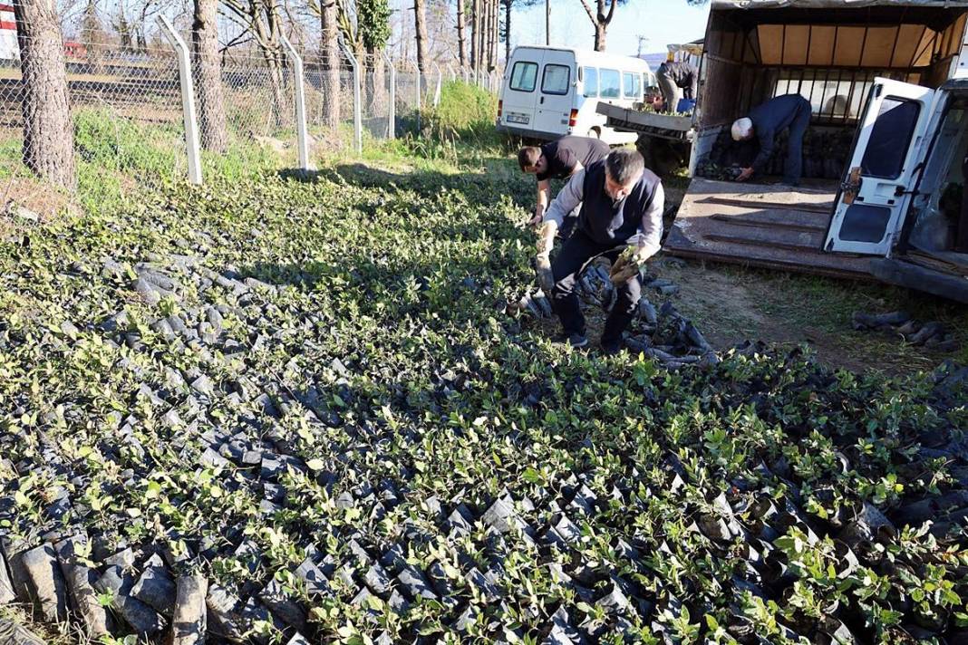 O köyün gelir kapısı: Pazarda kilosu 35 TL'den satılıyor! Hasat başladı, tezgahta bolluk yaşanıyor 7